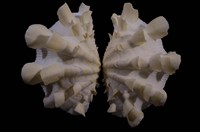 藏品(鱗硨磲蛤)的圖片